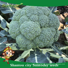 Suntoday semences de jardin catalogue légumes F1 achat de graines bio en ligne graines de brocoli heriloom (A42001)